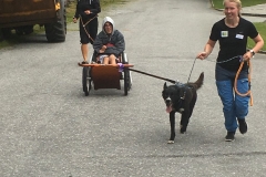 hund